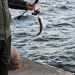 セイゴ（ヒラスズキ）