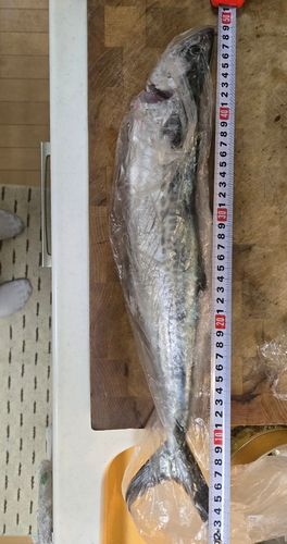 鞠山海遊パーク