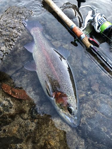 ニジマスの釣果