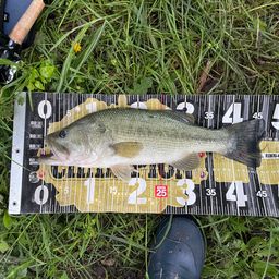 ラージマウスバス