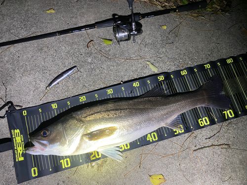 シーバスの釣果