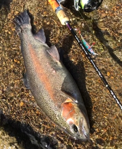 ニジマスの釣果
