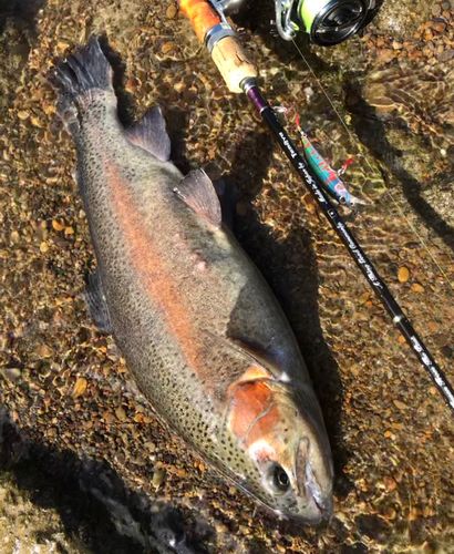 ニジマスの釣果