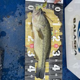 ラージマウスバス