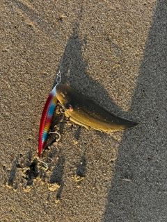 シタビラメの釣果