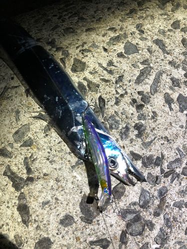 タチウオの釣果