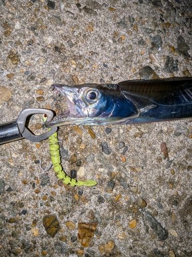 タチウオの釣果