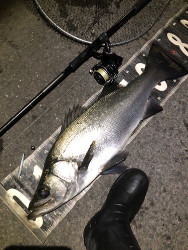 ヒラスズキの釣果