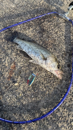 セイゴ（マルスズキ）の釣果