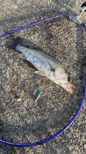 セイゴ（マルスズキ）の釣果