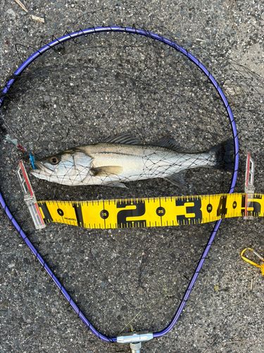 セイゴ（マルスズキ）の釣果