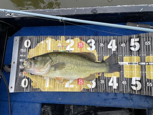 ラージマウスバスの釣果