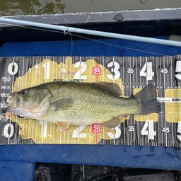 ラージマウスバス