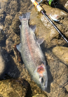 ニジマスの釣果