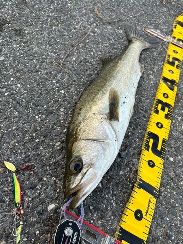 セイゴ（マルスズキ）の釣果