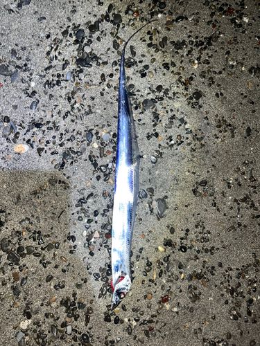 タチウオの釣果