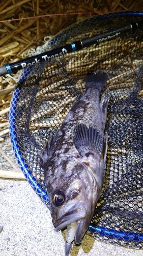 クロソイの釣果