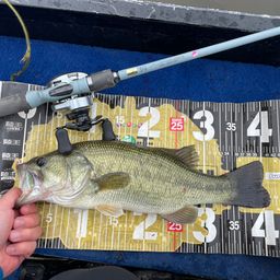 ラージマウスバス