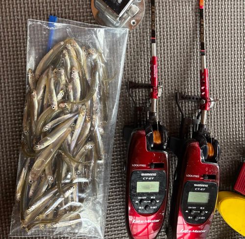 ワカサギの釣果