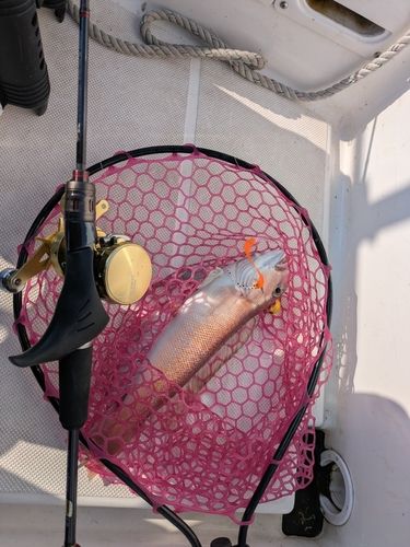 シロアマダイの釣果