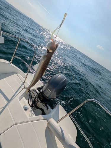 アカエソの釣果