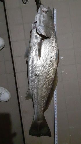 オオニベの釣果