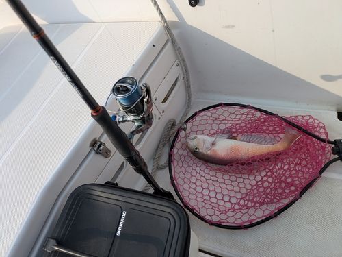 シロアマダイの釣果