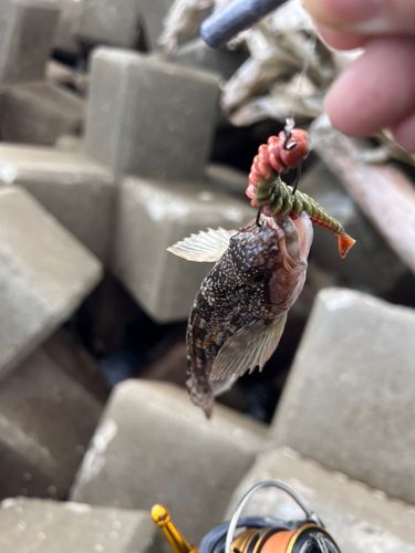 アイナメの釣果