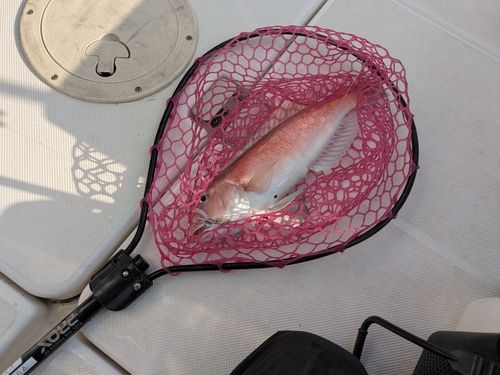 シロアマダイの釣果