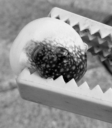 クサフグの釣果