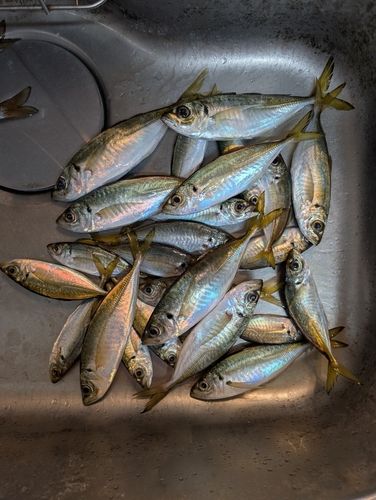 本牧海づり施設