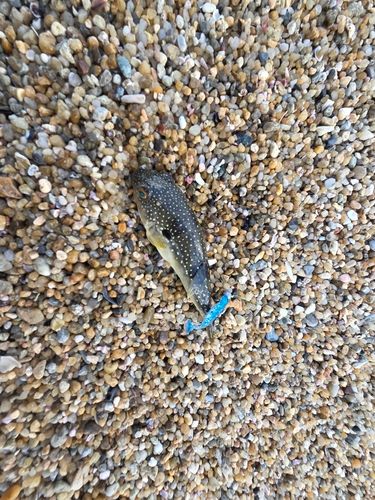 クサフグの釣果