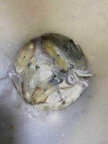 ヒイカの釣果