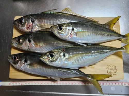 アジの釣果