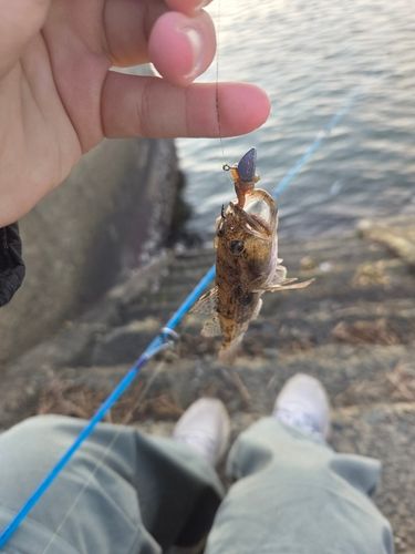 ハゼの釣果