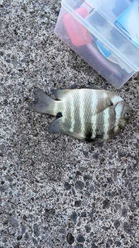 シマスズメダイの釣果