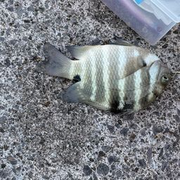 シマスズメダイ