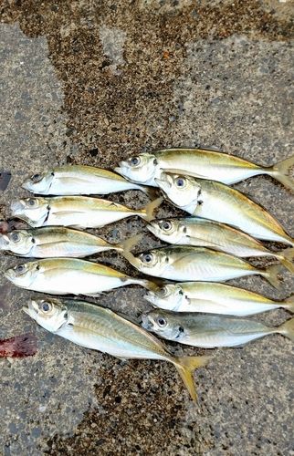アジの釣果