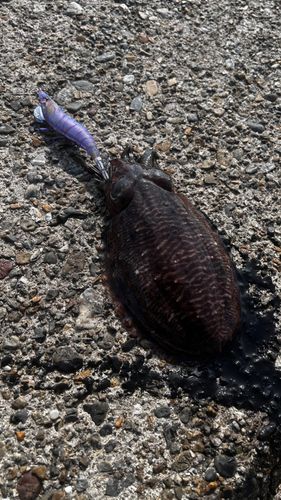 コウイカの釣果