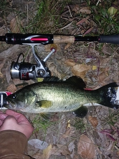 ラージマウスバスの釣果
