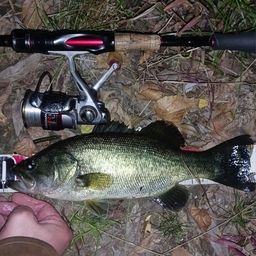 ラージマウスバス