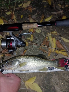 ラージマウスバスの釣果