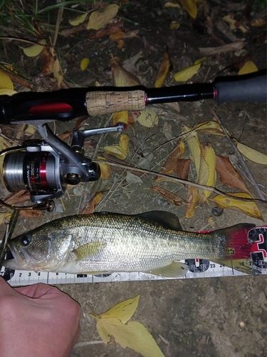 ラージマウスバスの釣果