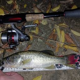 ラージマウスバス