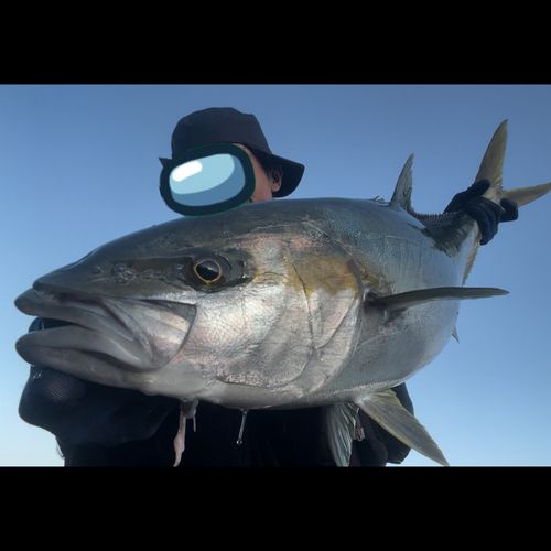 ヒラマサの釣果