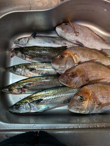サゴシの釣果