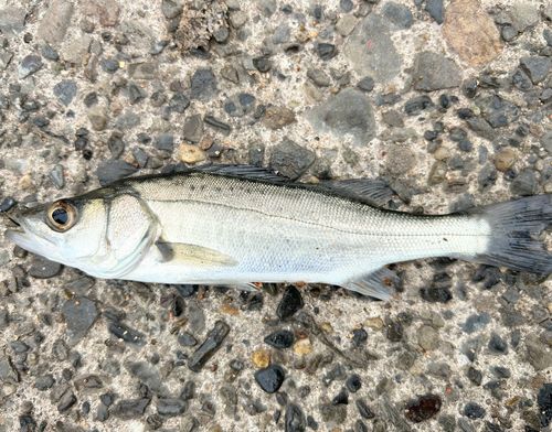 若洲海浜公園海釣り施設