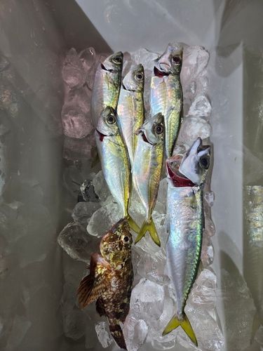 アジの釣果