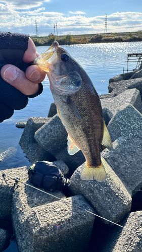 ラージマウスバスの釣果