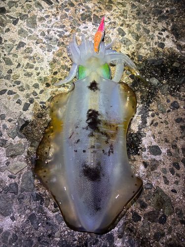 アオリイカの釣果